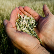 Grains