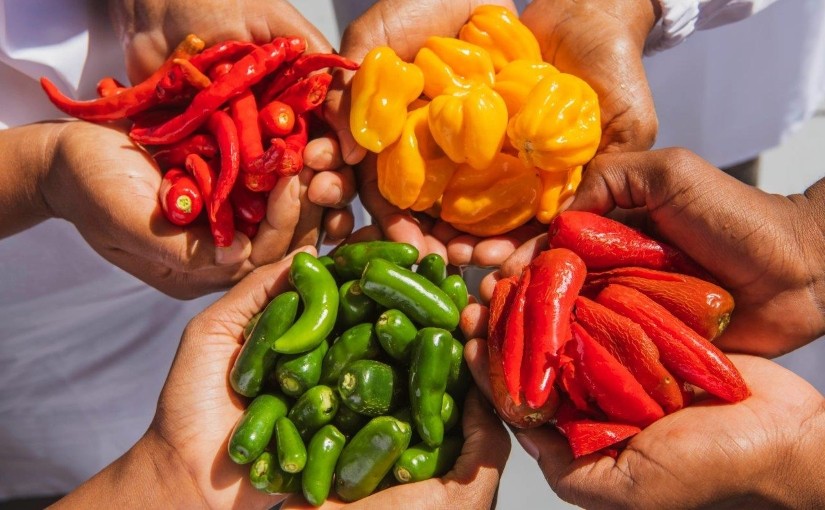 Four hands holding different colour chilies