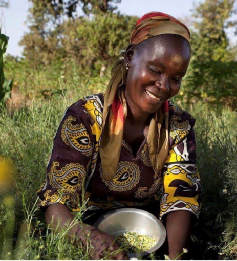 A Meru Herbs producer